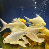 ماهی کوی و بارب حلب