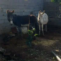 دو عدد خر نرو ماده