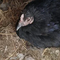 مرغ عربی باجوجه۴عدد اصل حمیدیه