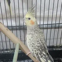 عروس نر و ماده جفت