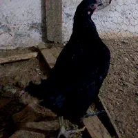 جوجه و نیمچه مرغ و خروس محلی|حیوانات مزرعه|آمل, |دیوار