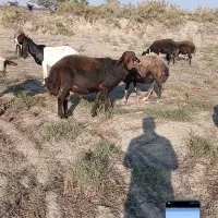 قوچ همو صادراتی اصل لخت|حیوانات مزرعه|انبارآلوم, |دیوار