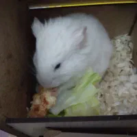 همستر سوری|موش و خرگوش|قم, پردیسان|دیوار