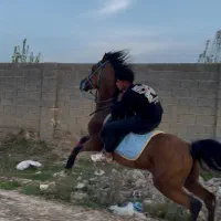 اسب عرب یکسر