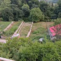 فروش زمین جنگلی در لفور|فروش زمین و ملک کلنگی|آلاشت, |دیوار