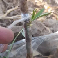 نهال بادام فقط ۷ هزار تومان|خدمات باغبانی و درختکاری|خسروشاه, |دیوار