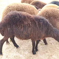 گوسفند بره گوشتی ،تخمی|حیوانات مزرعه|نکا, |دیوار