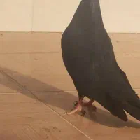 زاغ آبادانی چش چنگ