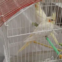 عروس هلندی لوتینو|پرنده|گلپایگان, |دیوار