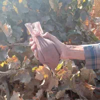 کفتر گلباف تاکرمان میارم براتون|پرنده|گلباف, |دیوار