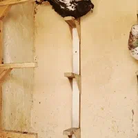 کفتر هوایی نر