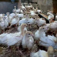 جوجه بوقلمون بیوتی 6