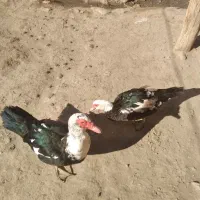 اردک اسراییلی