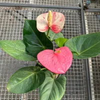 زاموفیلیااگلونماشامادورا ارکیده سانسوریا بنجامین|گل و گیاه طبیعی|تهران, شهرک علم و فناوری|دیوار