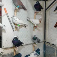 کبوتر چخ جدید رسید|پرنده|گلبهار, شهر جدید گلبهار|دیوار