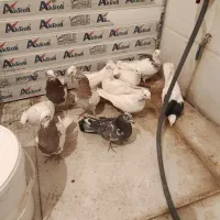 کبوتر|پرنده|سرپل ذهاب, |دیوار