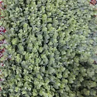 پنل شمشاد مصنوعی ۶۰در۴۰|گل مصنوعی|زاهدان, |دیوار