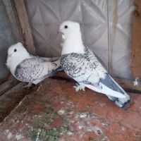 تکپروساده|پرنده|تاتار علیا, |دیوار