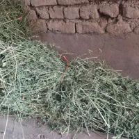 یونجه (بیده)