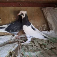 کبوتر|پرنده|گتوند, |دیوار