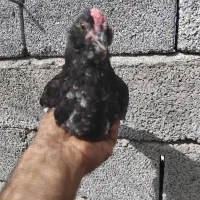 جوجه خروس سه ماه گلین فول بدونه پره رنگی