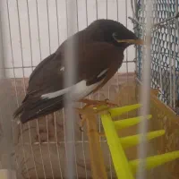 مرغ مینا