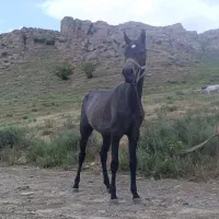 کره اسب|اسب و تجهیزات اسبسواری|بجنورد, |دیوار
