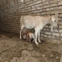 بز سیری سانن