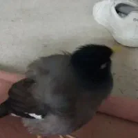 مینا گمشده انجیراب|پرنده|گرگان, |دیوار