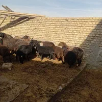 میش بره دار|حیوانات مزرعه|خنجین, |دیوار