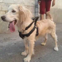 سگ گلدن ، قیمت توافقی|سگ|رشت, دیانتی|دیوار