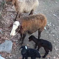 میش زایده|حیوانات مزرعه|هشتگرد, تهران دشت|دیوار