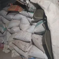 گندم وجودیمه