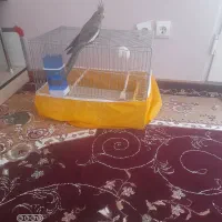 عروس هلندی