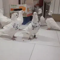 کبوتر طوقی|پرنده|پردیس, فاز ۸|دیوار