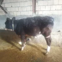 گوساله ماده