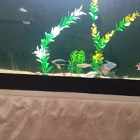 ماهی آکواریومی|ماهی|اسلامآباد غرب, |دیوار