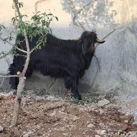 تیشتر شهرکردی اصلی