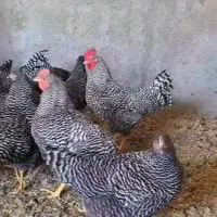 جوجه برهما 3ماهه آمروک 4روزه 150 یک ماهه 350