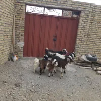 سه‌راس‌بزبزغاله‌جوان‌شیرا