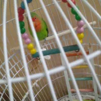 طوطی برزیلی زیر یک سال و خیلی شیطونه