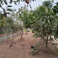 زمین مسکونی کریم محله|فروش زمین و ملک کلنگی|تالش, جوکندان|دیوار