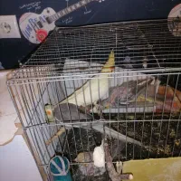 6 عدد عروس هلندی نر و ماده اهلی 4 تا جوجه و تخم ها