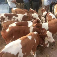 دام‌پرواری نژاد اصیل