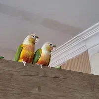 جفت گرینچیک