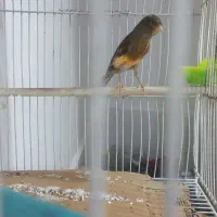 فروش قناری ماده مست آماده