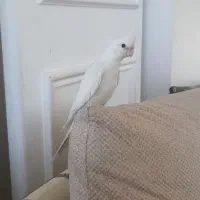 معاوضه آلبینو با لوتینو|پرنده|کرمان, |دیوار