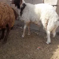 بره قوچی.  ناب