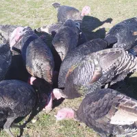 فروش بوقلمون|حیوانات مزرعه|چالدران, |دیوار