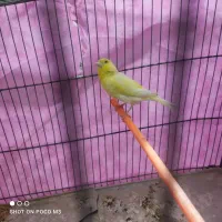 قناری لیمویی|پرنده|شیراز, سعدیه شمالی|دیوار